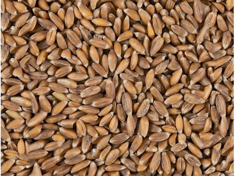 Spelt grains